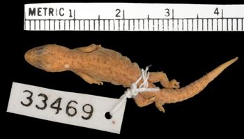 Media type: image;   Herpetology R-33469